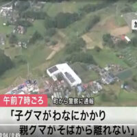 わなにかかった子グマのそばを親グマが離れず　約３時間後に解放　現場は小学校から約５００メートル