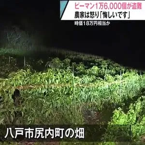 「悔しいです…」畑からピーマン1万6,000個が盗まれ農家憤り　去年も苗が被害に　青森県八戸市