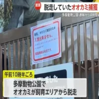 多摩動物公園で脱走のオオカミを園関係者が捕獲