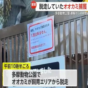 多摩動物公園で脱走のオオカミを園関係者が捕獲