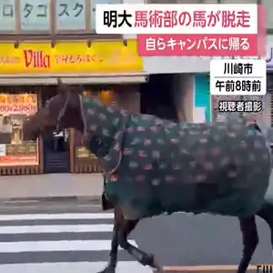 明治大学の馬が一時脱走「徘徊している」と110番通報…路上歩き回り自ら生田キャンパスに戻る