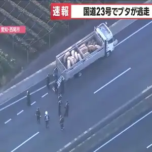 国道23号でブタ10頭以上が逃走　国道を通行止めにして警察などが捕獲作業中