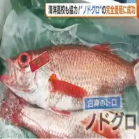 高級魚“ノドグロ”の完全養殖に成功！近畿大学が海洋高校と共同研究