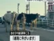 牛舎から脱走した複数の牛が県道に