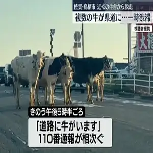 牛舎から脱走した複数の牛が県道に